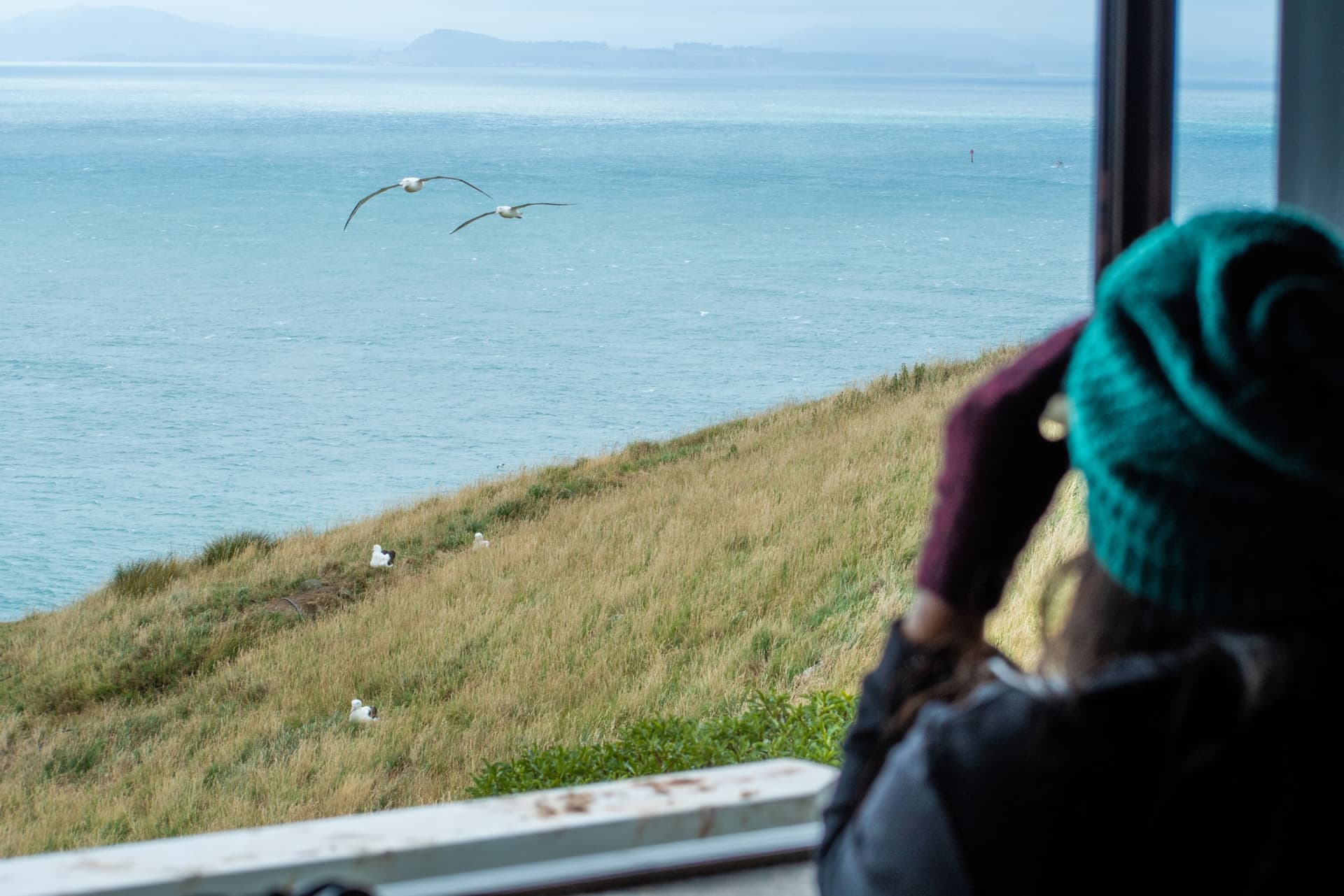 Albatross Classic Guided Tour - image 2